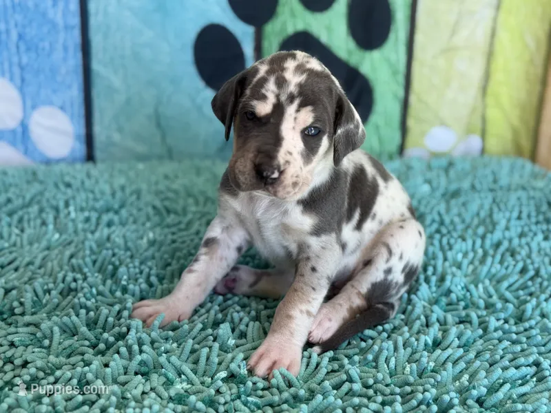 Angela – Great Dane puppy for sale in Fort Wayne, IN