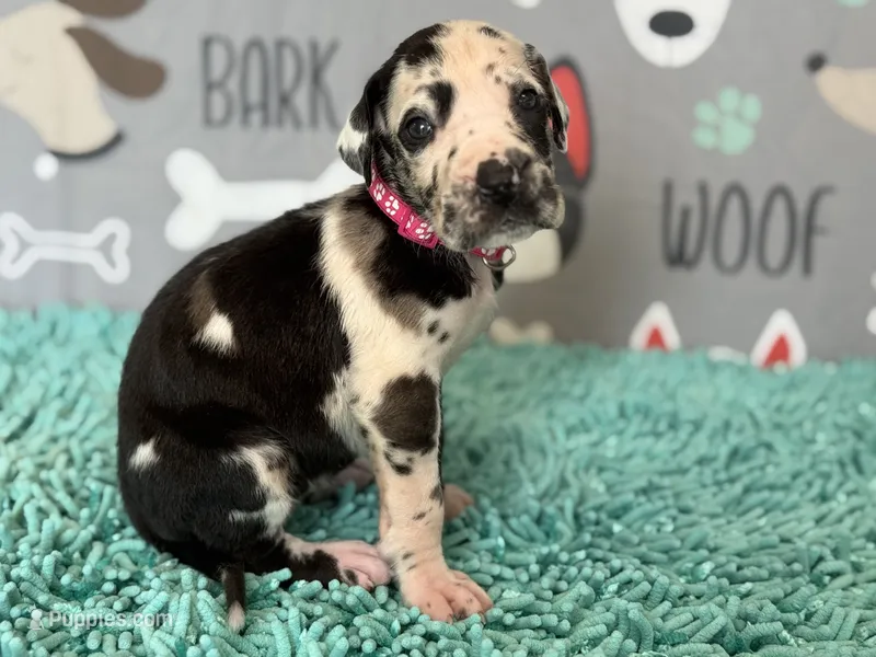 Perdita – Great Dane puppy for sale in Fort Wayne, IN