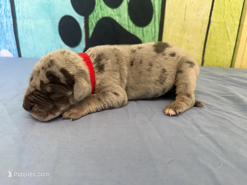 Tywin – Great Dane puppy on hold in Fort Wayne, IN