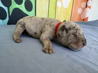 Tywin, a male Great Dane for sale in Fort Wayne, IN – Photo 3 of 5