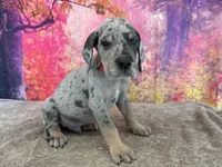 Tywin, a male Great Dane for sale in Fort Wayne, IN – 3 of 10