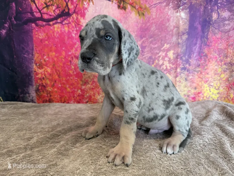 Tywin – Great Dane puppy for sale in Fort Wayne, IN