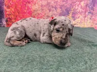 Tywin, a male Great Dane for sale in Fort Wayne, IN – 8 of 10