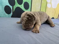 Tywin, a male Great Dane for sale in Fort Wayne, IN – Photo 2 of 5