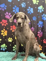 Tywin, a male Great Dane for sale in Fort Wayne, IN – Photo 5 of 5