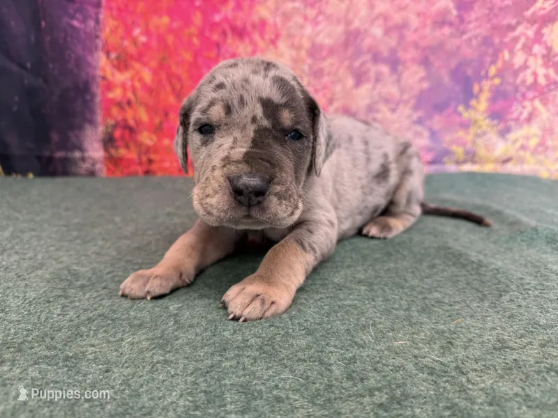 Tywin – Great Dane puppy for sale in Fort Wayne, IN