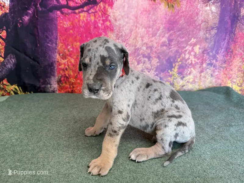 Tywin – Great Dane puppy for sale in Fort Wayne, IN