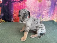 Tywin, a male Great Dane for sale in Fort Wayne, IN – 4 of 10