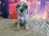 Tywin, a male Great Dane for sale in Fort Wayne, IN – 2 of 10