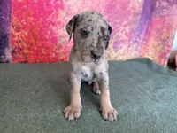 Tywin, a male Great Dane for sale in Fort Wayne, IN – 5 of 10