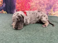 Tywin, a male Great Dane for sale in Fort Wayne, IN – 7 of 10