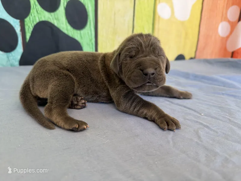 Jeyne  – Great Dane puppy for sale in Fort Wayne, IN