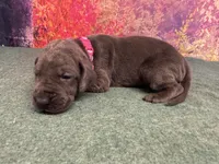 Jeyne , a female Great Dane for sale in Fort Wayne, IN – 8 of 10