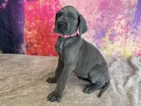Jeyne , a female Great Dane for sale in Fort Wayne, IN – 2 of 10