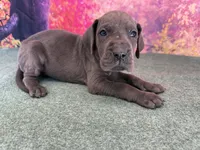 Jeyne , a female Great Dane for sale in Fort Wayne, IN – 4 of 10