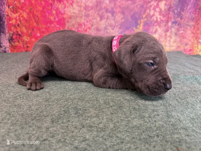 Jeyne  – Great Dane puppy for sale in Fort Wayne, IN