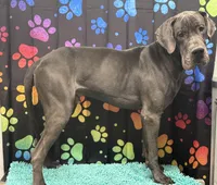 Jeyne , a female Great Dane for sale in Fort Wayne, IN – Photo 6 of 6