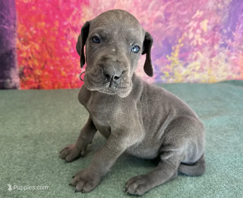 Jeyne  – Great Dane puppy for sale in Fort Wayne, IN