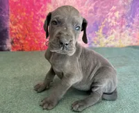 Jeyne , a female Great Dane for sale in Fort Wayne, IN – 3 of 10