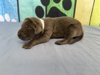 Jeyne , a female Great Dane for sale in Fort Wayne, IN – Photo 2 of 6