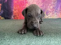 Jeyne , a female Great Dane for sale in Fort Wayne, IN – 5 of 10