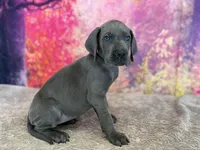 Jeyne , a female Great Dane for sale in Fort Wayne, IN – 1 of 10