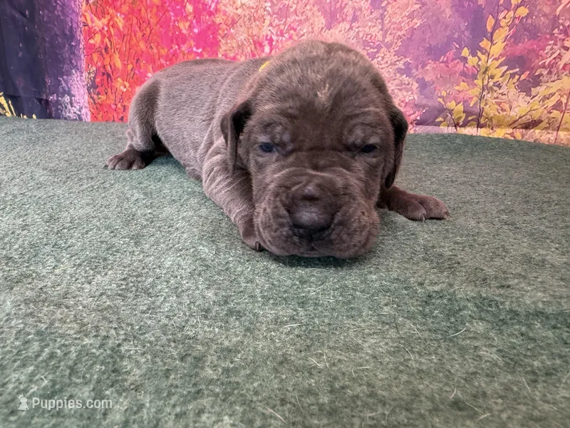 Brienne  – Great Dane puppy for sale in Fort Wayne, IN