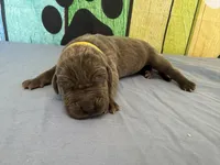 Brienne , a female Great Dane for sale in Fort Wayne, IN – Photo 2 of 6