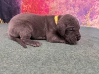 Brienne , a female Great Dane for sale in Fort Wayne, IN – 8 of 10