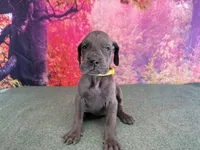 Brienne , a female Great Dane for sale in Fort Wayne, IN – 5 of 10
