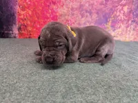 Brienne , a female Great Dane for sale in Fort Wayne, IN – 7 of 10