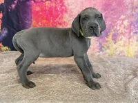 Brienne , a female Great Dane for sale in Fort Wayne, IN – 2 of 10