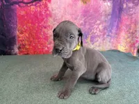 Brienne , a female Great Dane for sale in Fort Wayne, IN – 4 of 10
