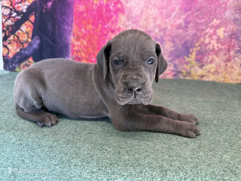 Brienne  – Great Dane puppy for sale in Fort Wayne, IN