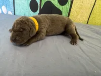 Brienne , a female Great Dane for sale in Fort Wayne, IN – Photo 3 of 6