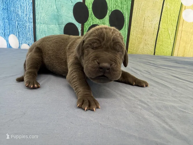 Brienne  – Great Dane puppy for sale in Fort Wayne, IN
