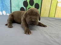 Brienne , a female Great Dane for sale in Fort Wayne, IN – Photo 1 of 6