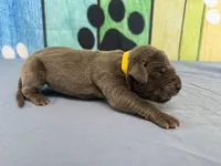 Brienne , a female Great Dane for sale in Fort Wayne, IN – Photo 4 of 6