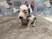 Cruella, a female Great Dane for sale in Fort Wayne, IN – 3 of 5