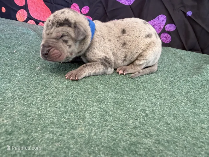 Jack – Great Dane puppy for sale in Fort Wayne, IN