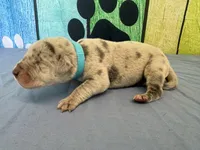 Daenerys, a female Great Dane for sale in Fort Wayne, IN – Photo 3 of 5