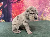 Daenerys, a female Great Dane for sale in Fort Wayne, IN – 1 of 8