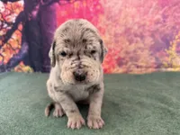 Daenerys, a female Great Dane for sale in Fort Wayne, IN – 2 of 8