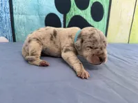 Daenerys, a female Great Dane for sale in Fort Wayne, IN – Photo 2 of 5