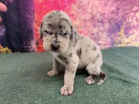 Daenerys, a female Great Dane for sale in Fort Wayne, IN – 3 of 8