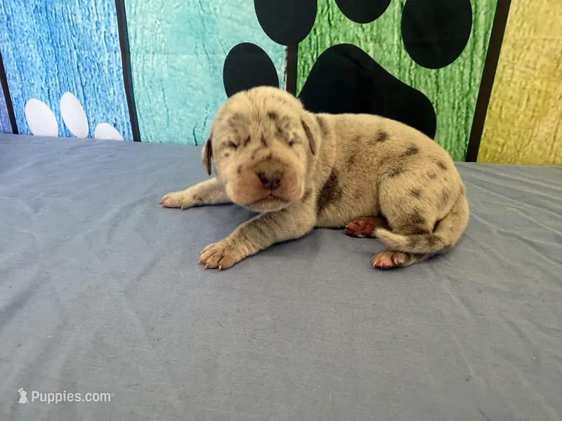 Daenerys – Great Dane puppy for sale in Fort Wayne, IN
