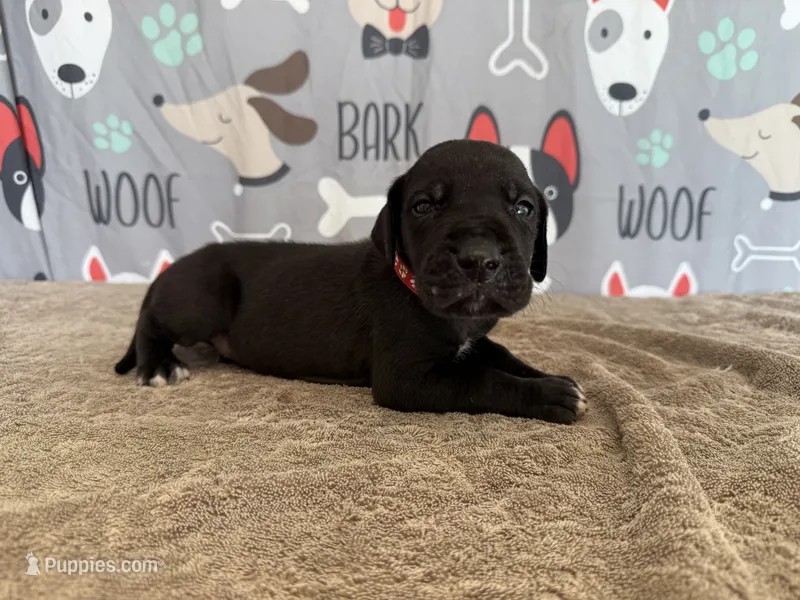 Colonel – Great Dane puppy for sale in Fort Wayne, IN