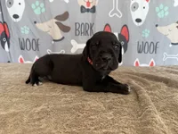 Colonel, a male Great Dane for sale in Fort Wayne, IN – 6 of 10