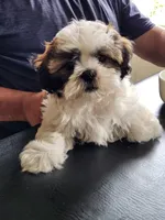 Milo, a male Shih Tzu and Shichon for sale in Lititz, PA – 3 of 5