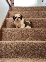 Milo, a male Shih Tzu and Shichon for sale in Lititz, PA – 5 of 5